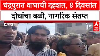 Tiger Terror: 'वाघाचा बंदोबस्त करा', 8 दिवसांत 2 बळींनी Chandrapur हादरलं, संतप्त ग्रामस्थांचा रास्ता रोको