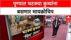 Stray Dog Menace: 'पुण्यात २.५ लाख भटके कुत्रे', नियंत्रणासाठी PMC आता बसवणार RFID Microchip