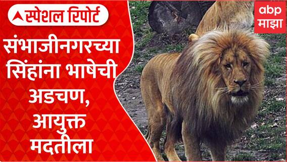 Lions language barrier |संभाजीनगरच्या सिंहांना भाषेची अडचण, आयुक्त मदतीला Special Report