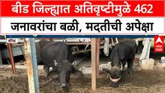 Beed Heavy Rain : बीड जिल्ह्यात अतिवृष्टीमुळे 462 जनावरांचा बळी, शेतकऱ्यांना मदतीची अपेक्षा