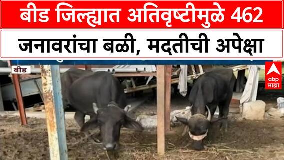 Beed Heavy Rain : बीड जिल्ह्यात अतिवृष्टीमुळे 462 जनावरांचा बळी, शेतकऱ्यांना मदतीची अपेक्षा