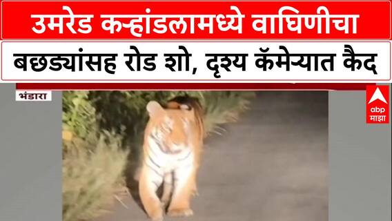 Viral Video: उमरेड करांडलामध्ये 'शाडो' वाघिणीचा ३ बछड्यांसह 'रोड शो', पोलिसाच्या मोबाईल कॅमेऱ्यात कैद!