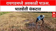 Farmer Crisis: 'सरकारनं मदत करावी', Raigad मध्ये भातशेती पाण्याखाली, शेतकरी हवालदिल