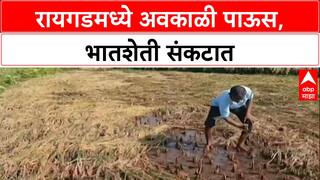 Farmer Crisis: 'सरकारनं मदत करावी', Raigad मध्ये भातशेती पाण्याखाली, शेतकरी हवालदिल