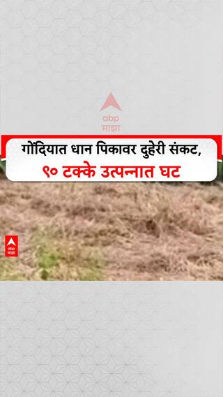 Agrarian Crisis: ‘उत्पन्न ९० टक्क्यांनी घटलं’, Gondia मध्ये पावसानंतर रोगराईनं शेतकरी हवालदिल