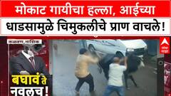 Stray Cow Attack: नाशिकच्या कळवणमध्ये मोकाट गायीचा चिमुकलीवर हल्ला, आईच्या धाडसामुळे वाचले प्राण, CCTV