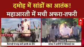 Bull Attack: Damoh में महाआरती के दौरान सांडों का आतंक, कई घायल