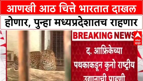 Project Cheetah: Botswana मधून आणखी ८ चित्ते भारतात, Kuno नॅशनल पार्कमध्ये दाखल होणार