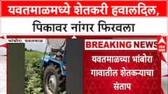 Farmer Distress: यवतमाळमध्ये शेतकरी हवालदिल, पिकावर नांगर फिरवला