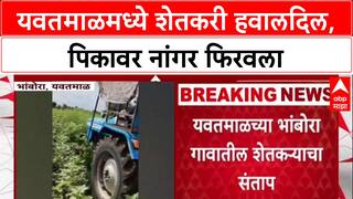 Farmer Distress: यवतमाळमध्ये शेतकरी हवालदिल, पिकावर नांगर फिरवला