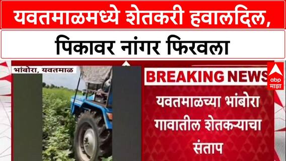 Farmer Distress: यवतमाळमध्ये शेतकरी हवालदिल, पिकावर नांगर फिरवला