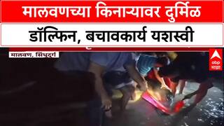 Dolphin Rescue: खोल समुद्रातील डॉल्फिन मालवणच्या किनाऱ्यावर, मच्छिमारांच्या प्रयत्नांना यश!