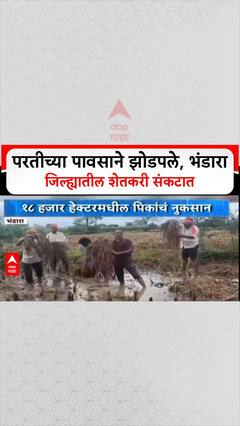 Maharashtra Rains: भंडारा जिल्ह्यात परतीच्या पावसाचा कहर, ४३ हजार शेतकऱ्यांचे १८ हजार हेक्टरवरील पीक उद्ध्वस्त!