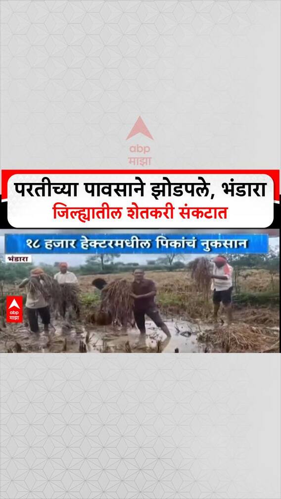 Maharashtra Rains: भंडारा जिल्ह्यात परतीच्या पावसाचा कहर, ४३ हजार शेतकऱ्यांचे १८ हजार हेक्टरवरील पीक उद्ध्वस्त!