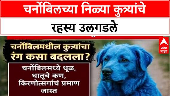 Science Debunks: चर्नोबिलच्या निळ्या कुत्र्यांमागे किरणोत्सर्ग नाही, 'Dogs of Chernobyl' संस्थेचा खुलासा