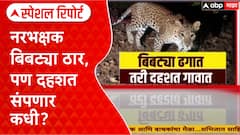 Pune Leopard : नरभक्षक बिबट्या ठार, पण दहशत संपणार कधी? Special Report