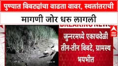 Leopard Relocation: 'या बिबट्यांना Gujarat मध्ये कधी स्थलांतरित करणार?', जुन्नरमधील स्थानिकांचा सवाल