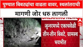 Leopard Relocation: 'या बिबट्यांना Gujarat मध्ये कधी स्थलांतरित करणार?', जुन्नरमधील स्थानिकांचा सवाल