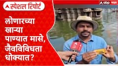 Special Report Lonar Ecosystem: 'अशा प्रकारचे मासे पाण्यात येणं हा पर्यावरणाला प्रचंड धोका', लोणार सरोवरात आढळले मासे