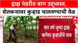 Farmer Distress: 'पोटच्या मुलाप्रमाणे वाढवलेली बाग...'; Nashik मध्ये शेतकऱ्यानं द्राक्ष बागेवर कुऱ्हाड चालवली