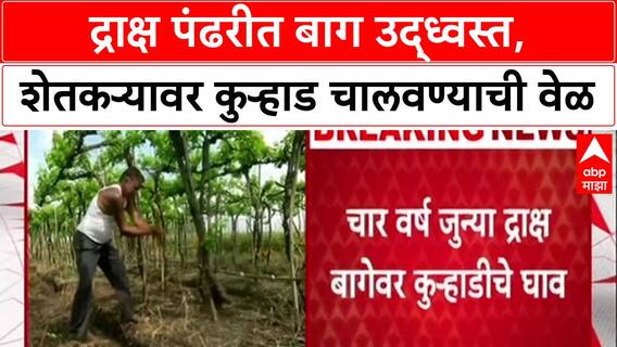 Farmer Distress: 'पोटच्या मुलाप्रमाणे वाढवलेली बाग...'; Nashik मध्ये शेतकऱ्यानं द्राक्ष बागेवर कुऱ्हाड चालवली