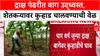 Farmer Distress: 'पोटच्या मुलाप्रमाणे वाढवलेली बाग...'; Nashik मध्ये शेतकऱ्यानं द्राक्ष बागेवर कुऱ्हाड चालवली