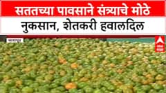 Crop Loss: ‘अपेक्षाभंग झाला’, सततच्या पावसाने संत्रा उत्पादक शेतकरी हवालदिल