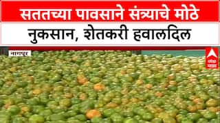 Crop Loss: ‘अपेक्षाभंग झाला’, सततच्या पावसाने संत्रा उत्पादक शेतकरी हवालदिल