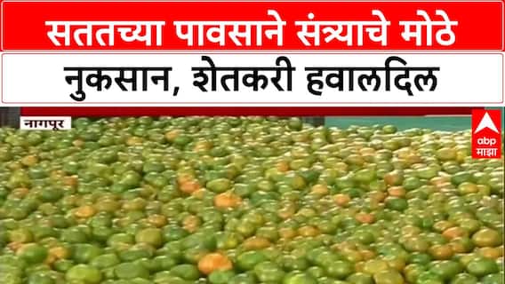 Crop Loss: ‘अपेक्षाभंग झाला’, सततच्या पावसाने संत्रा उत्पादक शेतकरी हवालदिल
