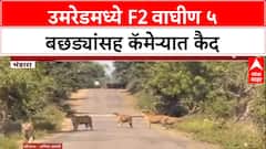 Wildlife Sighting: Umred Karhandla मध्ये F2 वाघिणीचा ५ बछड्यांसह मुक्त संचार, पर्यटक सुखावले
