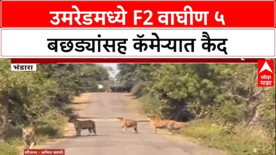 Wildlife Sighting: Umred Karhandla मध्ये F2 वाघिणीचा ५ बछड्यांसह मुक्त संचार, पर्यटक सुखावले