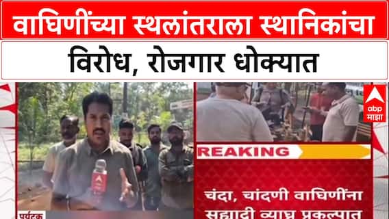 Tiger Translocation 'आमच्या पोटावर पाय का?',Chanda-Chandni वाघिणींच्या स्थलांतराला स्थानिकांचा विरोध