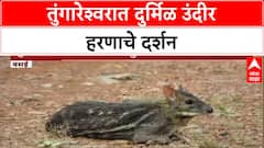 Rare Sighting: तुंगारेश्वर अभयारण्यात 'Mouse Deer' चे दर्शन, भारतातील सर्वात लहान हरीण कॅमेऱ्यात कैद!