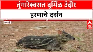 Rare Sighting: तुंगारेश्वर अभयारण्यात 'Mouse Deer' चे दर्शन, भारतातील सर्वात लहान हरीण कॅमेऱ्यात कैद!