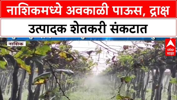 Weather Alert: नाशिकमध्ये द्राक्ष बागांवर दुहेरी संकट, Lasalgaon परिसरातील शेतकरी चिंतेत