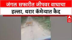 Tiger Attack: मोबाईलमध्ये वाघाला शूट करण्याची हौस जीवावर बेतली, Pilibhit मध्ये सफारी गाडीवर हल्ला