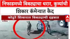 Leopard Attack: नाशिकच्या निफाडमध्ये बिबट्याचा थरार, दोन कुत्र्यांना केले ठार; घटना CCTV मध्ये कैद