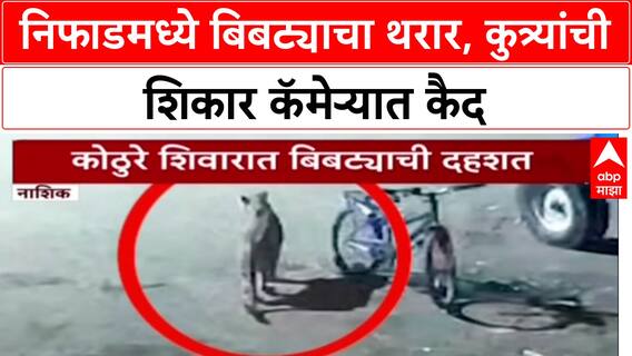 Leopard Attack: नाशिकच्या निफाडमध्ये बिबट्याचा थरार, दोन कुत्र्यांना केले ठार; घटना CCTV मध्ये कैद