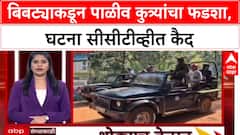 Tiger Attack : बिबट्याकडून पाळीव कुत्र्यांचा फडशा, घटना सीसीटीव्हीत कैद