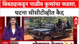 Tiger Attack : बिबट्याकडून पाळीव कुत्र्यांचा फडशा, घटना सीसीटीव्हीत कैद