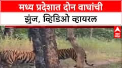 Viral Video: मध्य प्रदेशमध्ये दोन वाघांमध्ये तुफान झुंज, थरारक व्हिडिओ व्हायरल