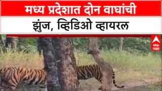 Viral Video: मध्य प्रदेशमध्ये दोन वाघांमध्ये तुफान झुंज, थरारक व्हिडिओ व्हायरल