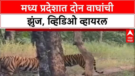 Viral Video: मध्य प्रदेशमध्ये दोन वाघांमध्ये तुफान झुंज, थरारक व्हिडिओ व्हायरल