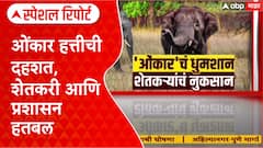 Sindhudurg-Goa Elephant : ओंकार हत्तीची दहशत, शेतकरी आणि प्रशासन हतबल Special Report