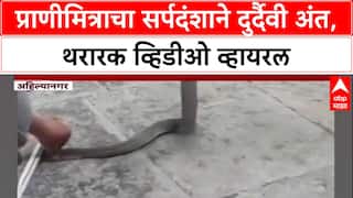 ViralVideo: 'साप पकडतानाच हाताला चावला', प्राणीमित्र Sameer Ingale यांचा सर्पदंशाने मृत्यू, थरार कॅमेऱ्यात कैद