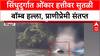 Animal Cruelty: 'ओंकार हत्तीवर सुतळी बॉम्बने हल्ला', Sindhudurg मधील संतापजनक प्रकाराचा व्हिडिओ व्हायरल