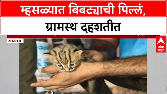 Human-Wildlife Conflict: Raigad च्या म्हसळा परिसरात बिबट्याची पिल्लं, Forest Department कडून आईचा शोध सुरू
