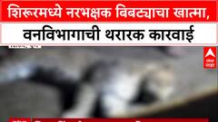 Leopard Encounter: अखेर शिरूरमध्ये नरभक्षक बिबट्या ठार, 'Forest Department'च्या टीमवर केला होता प्रतिहल्ला!