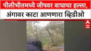 Viral Video Pilibhit मध्ये पर्यटकांच्या Jeep वर वाघाचा हल्ला, चालकाने वाचवला जीव