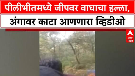 Viral Video Pilibhit मध्ये पर्यटकांच्या Jeep वर वाघाचा हल्ला, चालकाने वाचवला जीव